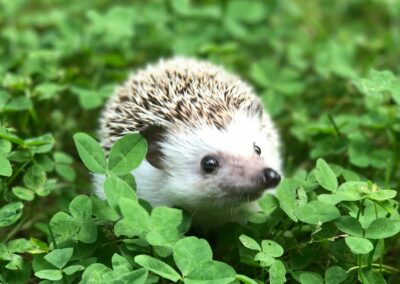 Un atelier le 13 et 14 octobre 2025 : Pour enrichir son déploiement, son « hérisson »